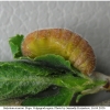 sat acaciae pupa1 volg